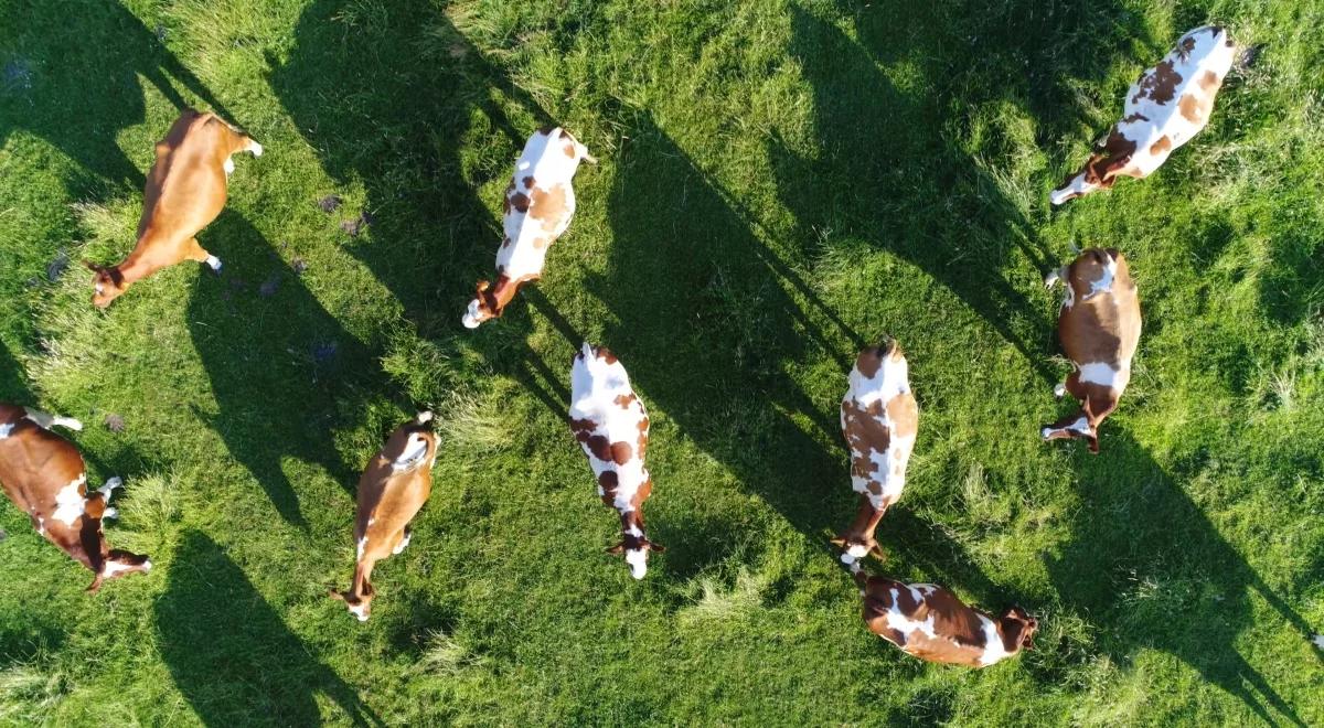 Prof. Andrzej Elżanowski o stadzie krów z Deszczna: wreszcie nadzieja, ale to początek drogi