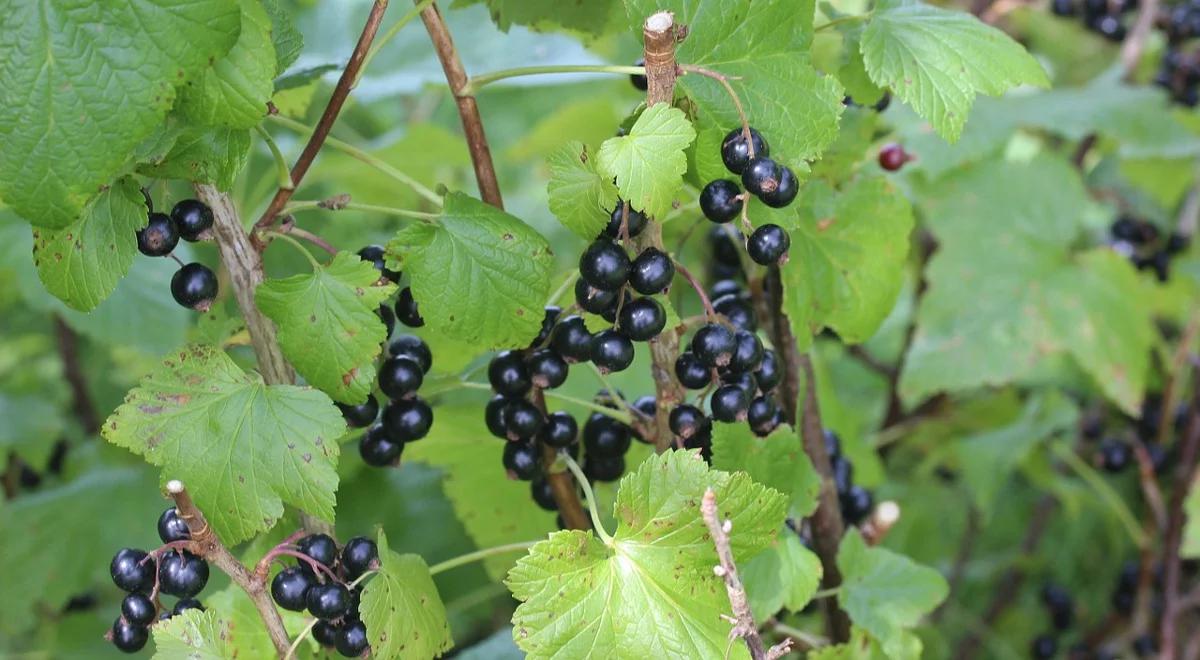 Pomoc dla plantatorów czarnych porzeczek? Minister rolnictwa za zmniejszeniem upraw