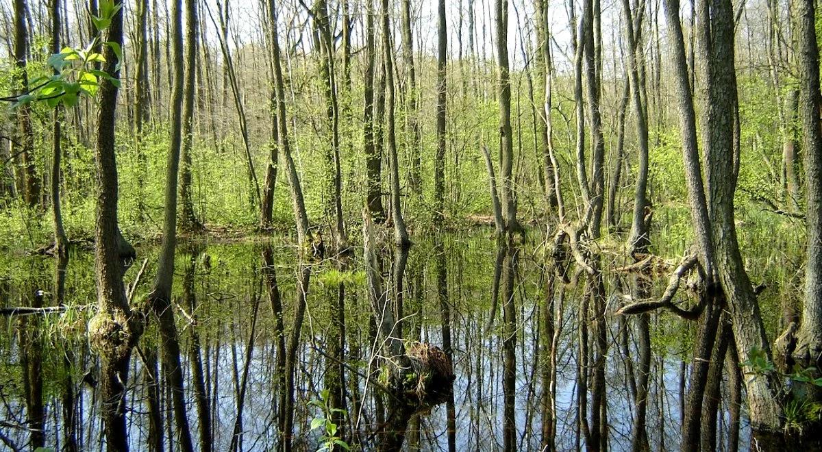 Ewolucja europejskich lasów. Jak wpływają na nie zmiany klimatu?