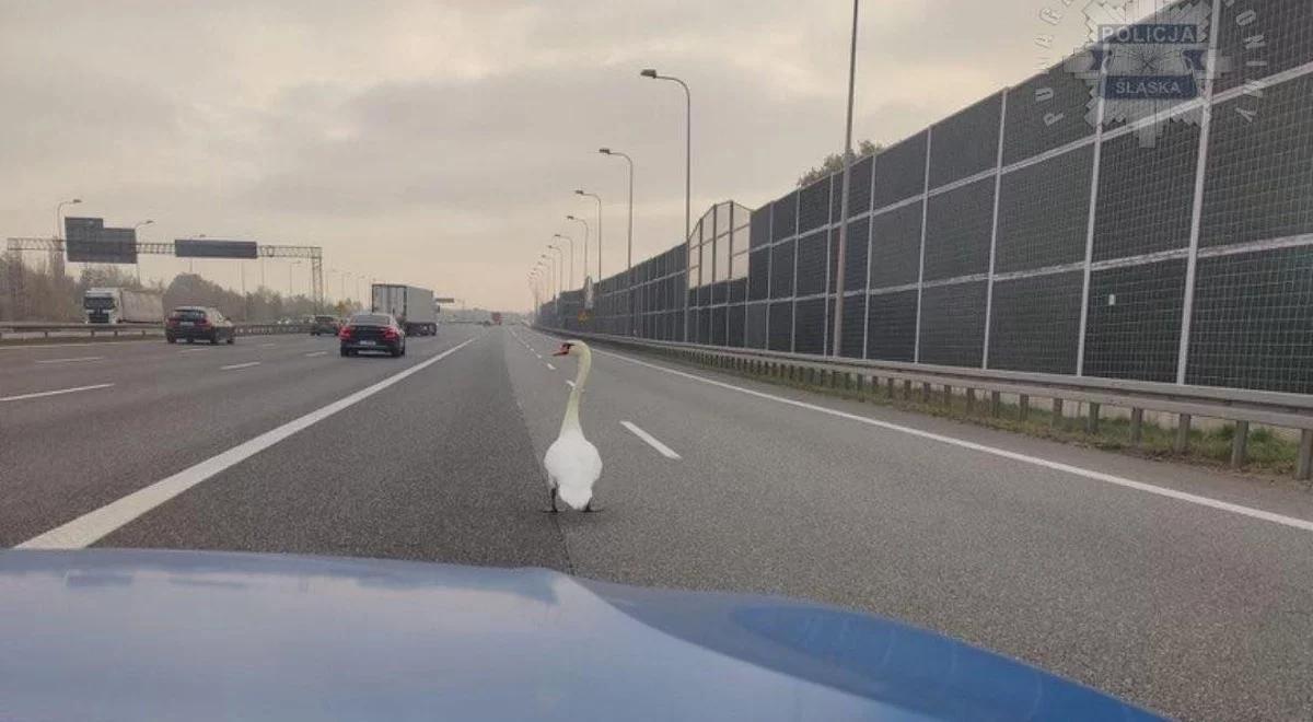 Łabędź na autostradzie A4. Kierowcy aż przecierali oczy