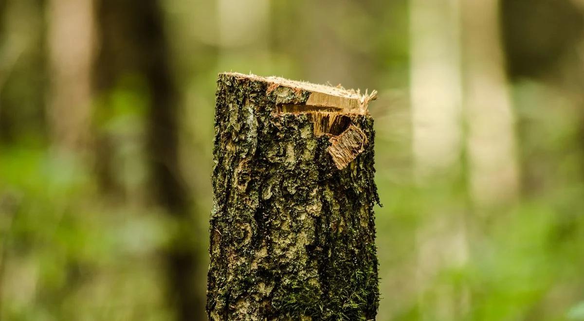 Wycinka Puszczy Białowieskiej wbrew prawu. Unijny sąd zawyrokował, Polska się dostosuje