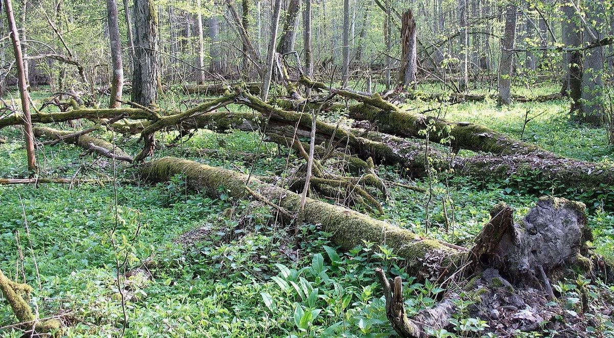 Apel ornitologów: ratujmy Puszczę Białowieską