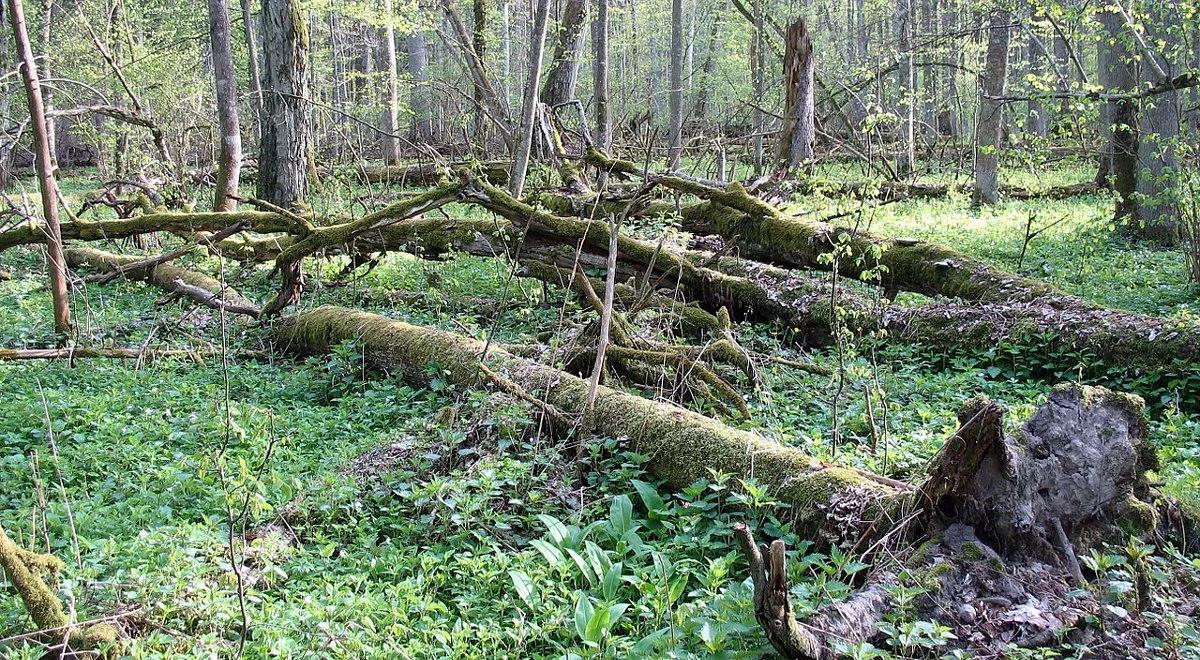 Wielka wycinka w Puszczy Białowieskiej? Leśnicy na "tak", ekolodzy na "nie"