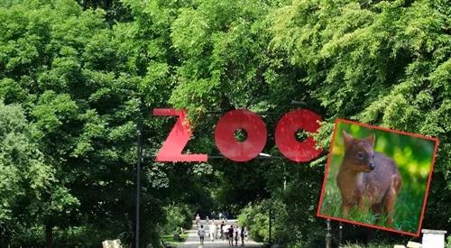 Warszawskie ZOO poinformowało ...