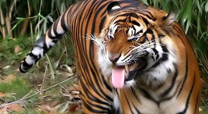 Indonezja: otoczeni przez tygrysy zostali uratowani