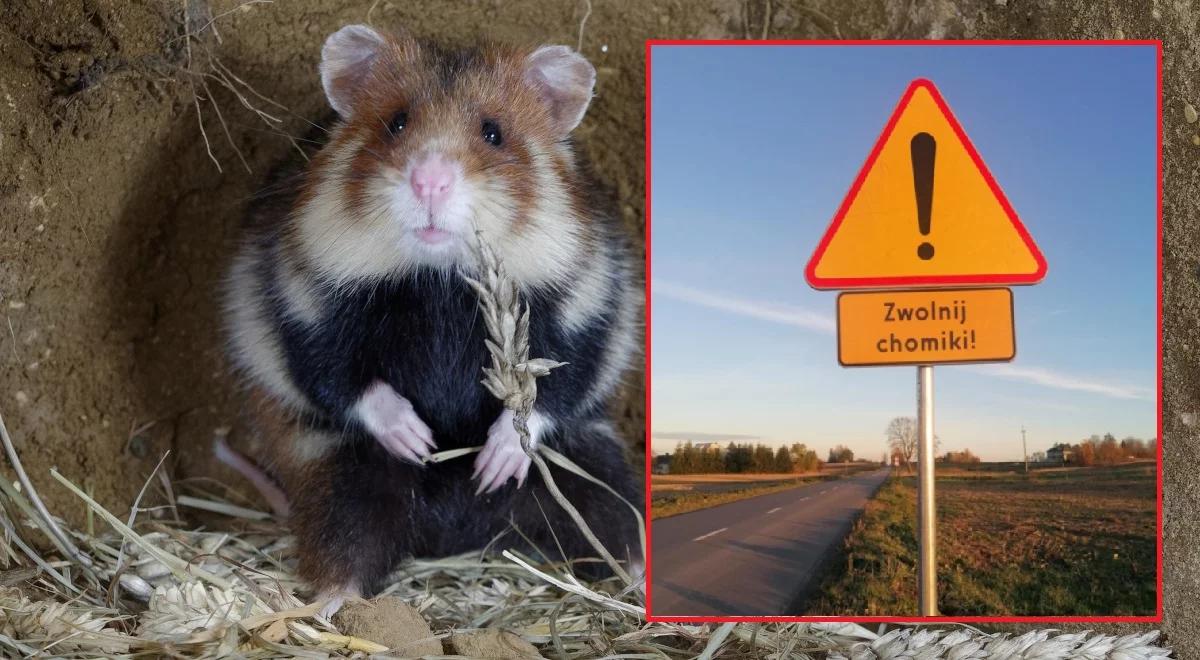 "Zwolnij, chomiki!". Nowe znaki na drodze w województwie lubelskim