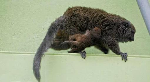 Wrocław: pierwszy lemur alaotrański urodzony w Polsce