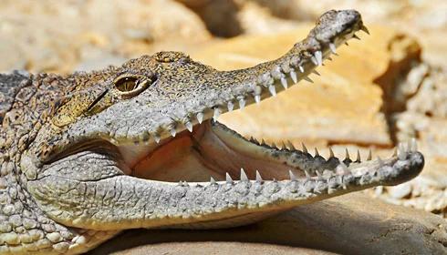 Brazylia: Aligator znaleziony za kanapą. Zniosła go powódź