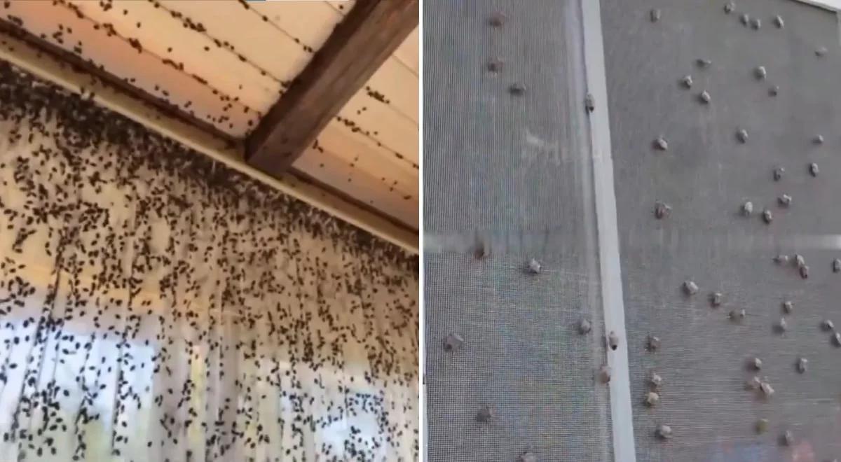 Inwazja pluskwiaków w Rosji. Wpełzają do domów i samochodów