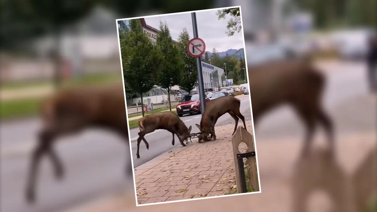 Spektakularny pojedynek jeleni. Walczyły o Zakopane? Wideo hitem w sieci