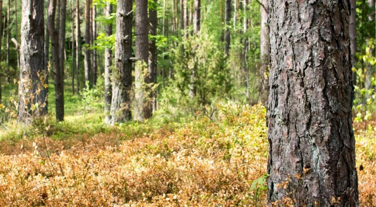 Grzyby i jagody rarytasem. Tu susza w lasach zatrzymała wysyp