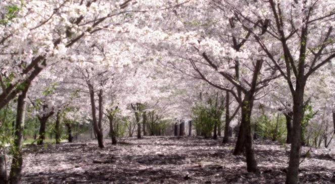 Do Japonii polecisz  już za 1370 zł