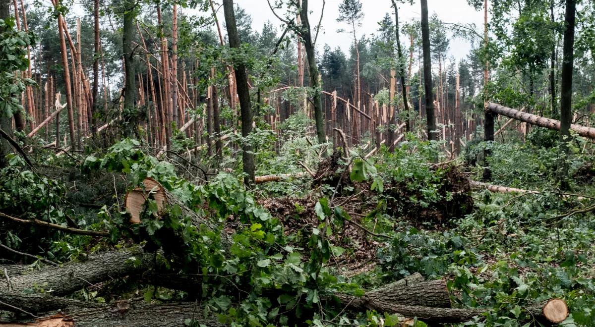 Śląskie: tysiące hektarów lasów zniszczone po trąbie powietrznej
