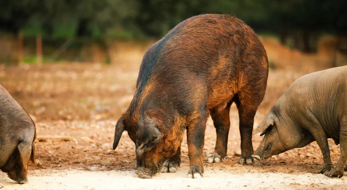 Unijny komisarz: ASF w UE jest pod ścisłą kontrolą