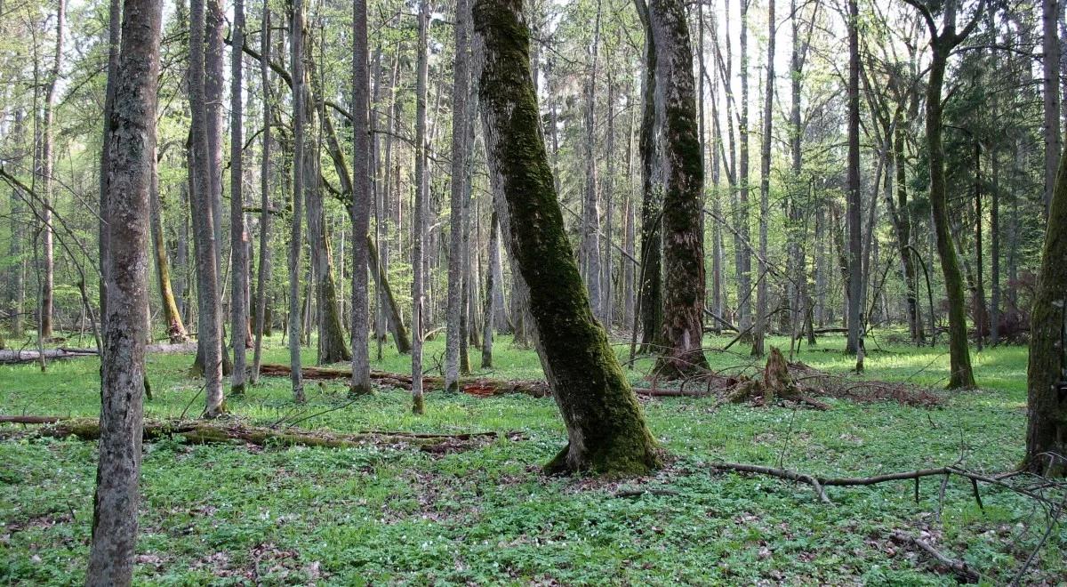 Spór o Puszczę Białowieską. Polska do Trybunału: wstrzymanie wycinki to szkody o wartości 3,2 mld zł 