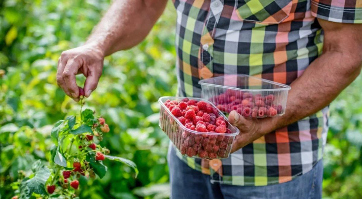 Duże zainteresowaniem państwowym programem skupu malin. "Co najmniej 70 ton dziennie"