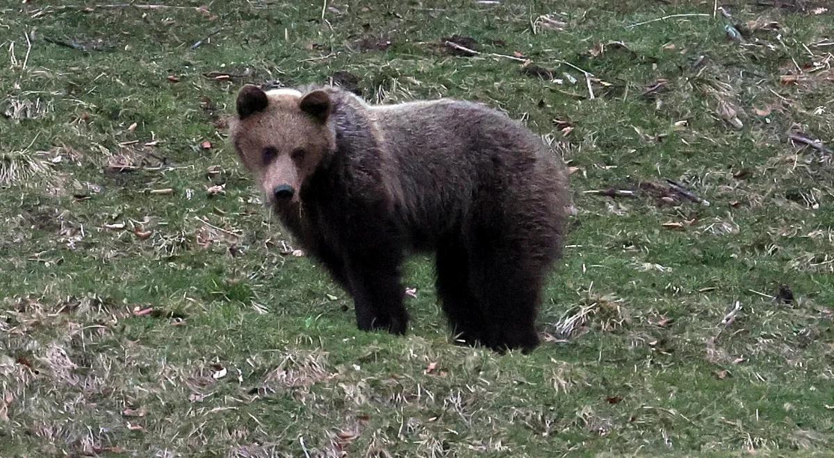 Uwaga, niedźwiedź! Gmina w Małopolsce ostrzega mieszkańców i radzi, jak się zachować