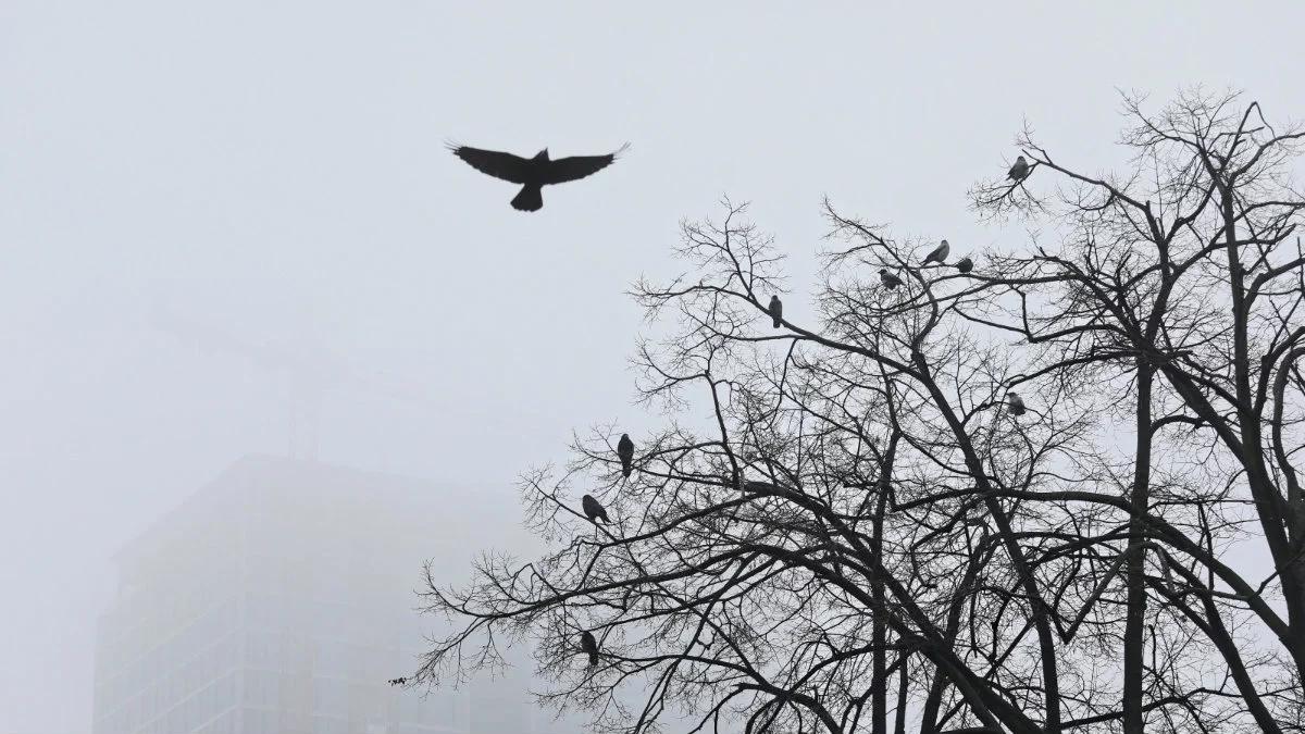 Pogoda: rano mgła, później możliwe opady deszczu ze śniegiem