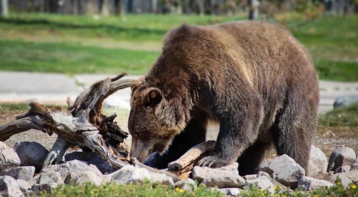 USA: sąd w Montanie przywraca grizli na listę zagrożonych gatunków