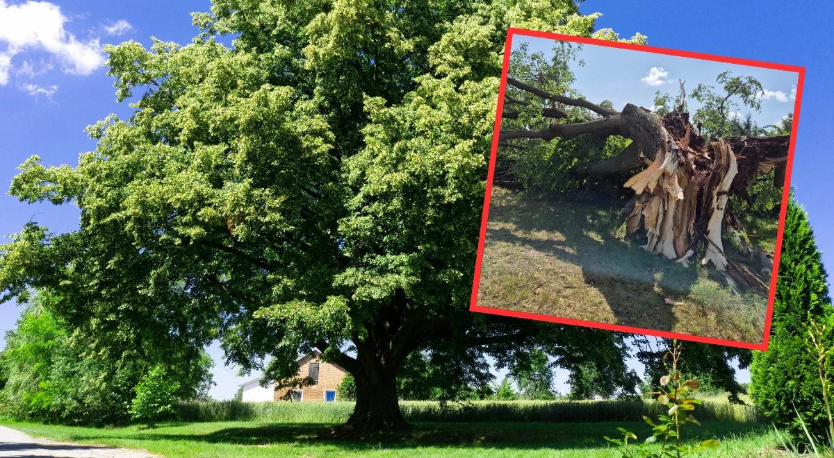 Drzewo Roku nie przetrwało nawałnic. Zdjęcia lipy św. Jana Nepomucena rozdzierają serce
