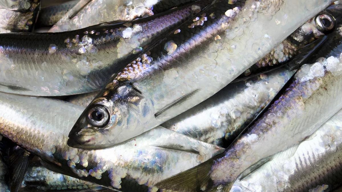 Połów śledzi na Bałtyku. Nie będzie zakazu dla polskich rybaków