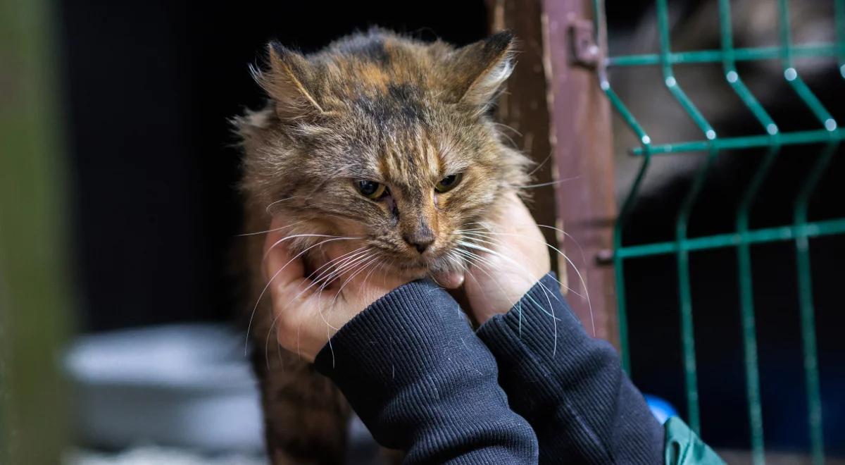 Dramatyczne warunki w kociarni Na Paluchu. Wolontariusze skarżą się na złe wydawanie pieniędzy