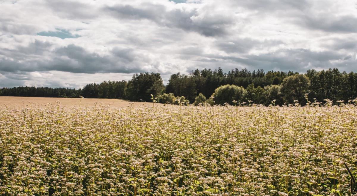 Wparcie producentów pszenicy, żyta i gryki. Już ponad 635 mln zł na kontach rolników