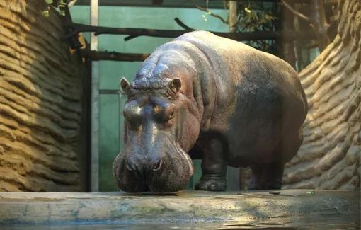 Nie żyje hipopotamica Aniela, najstarsza mieszkanka warszawskiego zoo