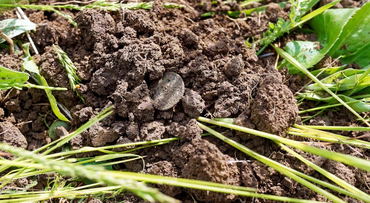 Zachodniopomorskie: szukano odkładnicy do pługa, odkryto bezcenną monetę 