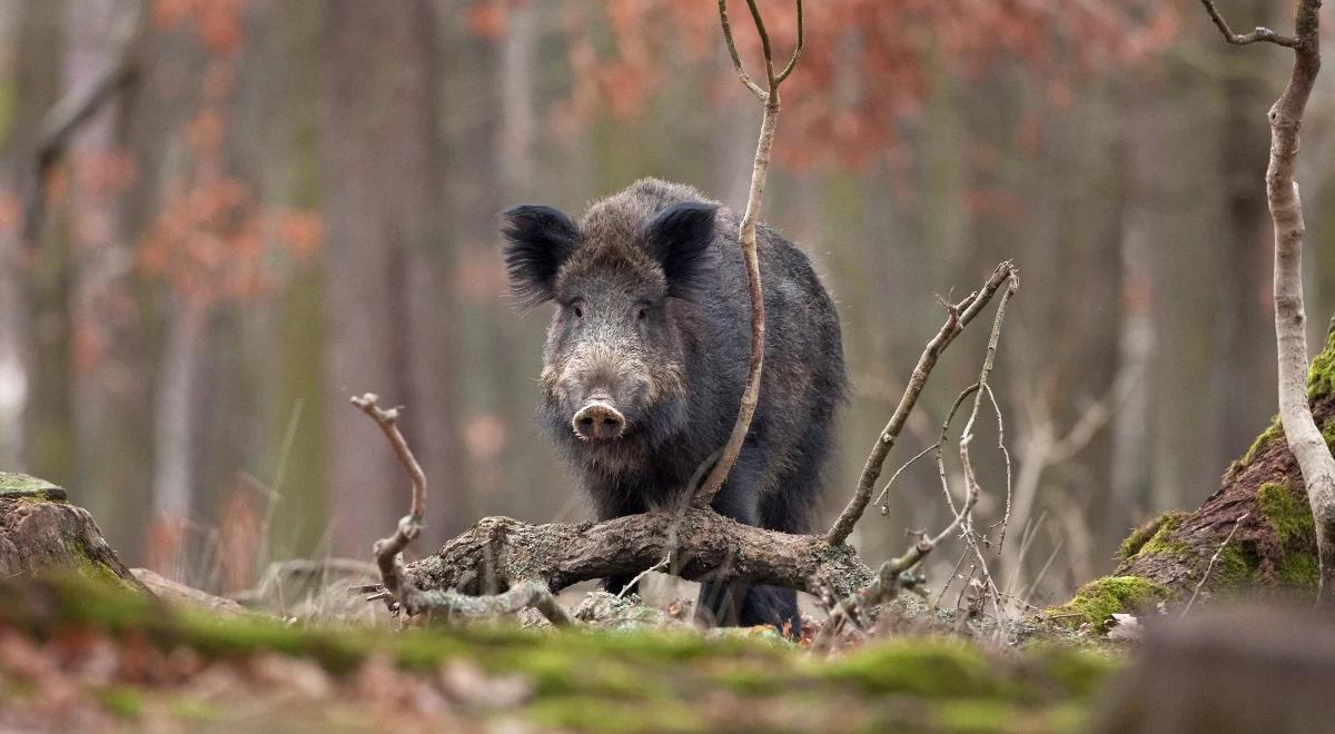 Polowanie na dziki tylko z odkażonym sprzętem? Nowy projekt resortu rolnictwa