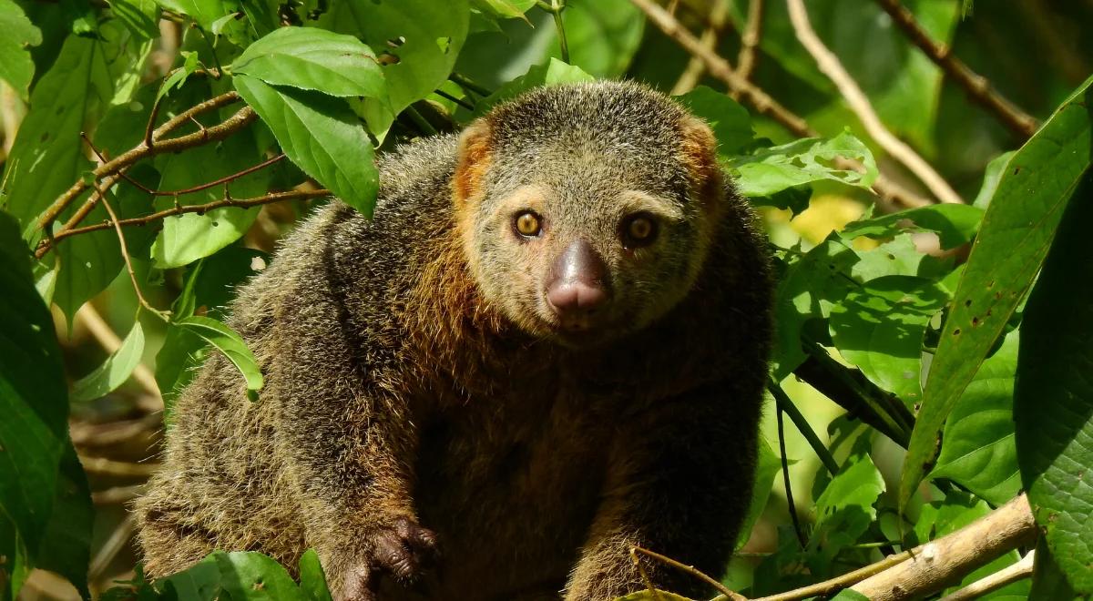 "Ogromny sukces w skali światowej". We wrocławskim zoo urodził się kuskus niedźwiedzi