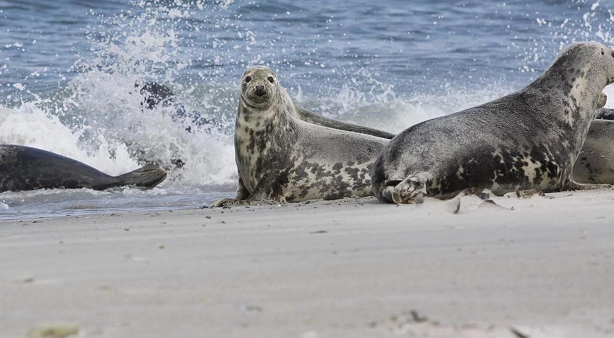 Szare foki wyległy na plaże. Chipsy i piwo im nie służą