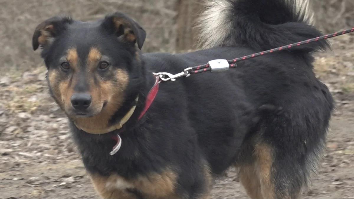 Szczęście na czterech łapach: Amigo to młody pies, który nienawidzi schroniska. Frustracja go wykańcza