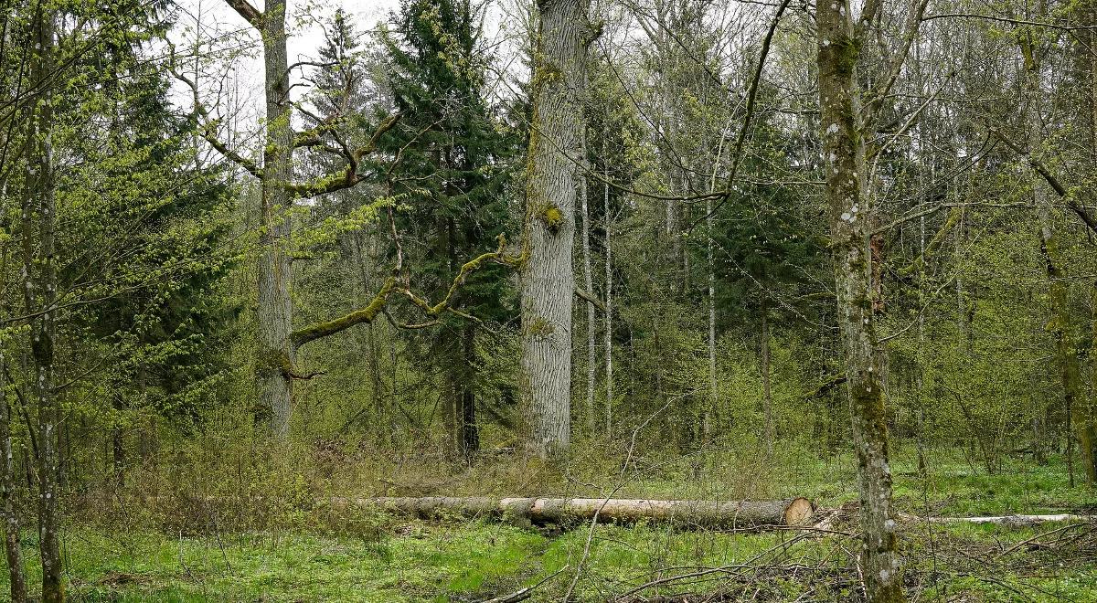 Spór o wizję ratowania Puszczy Białowieskiej:  wspierać naturę, czy sama sobie poradzi?