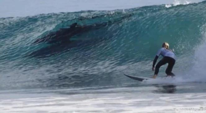 USA: stado delfinów na pierwszym planie surfingowego konkursu [wideo]