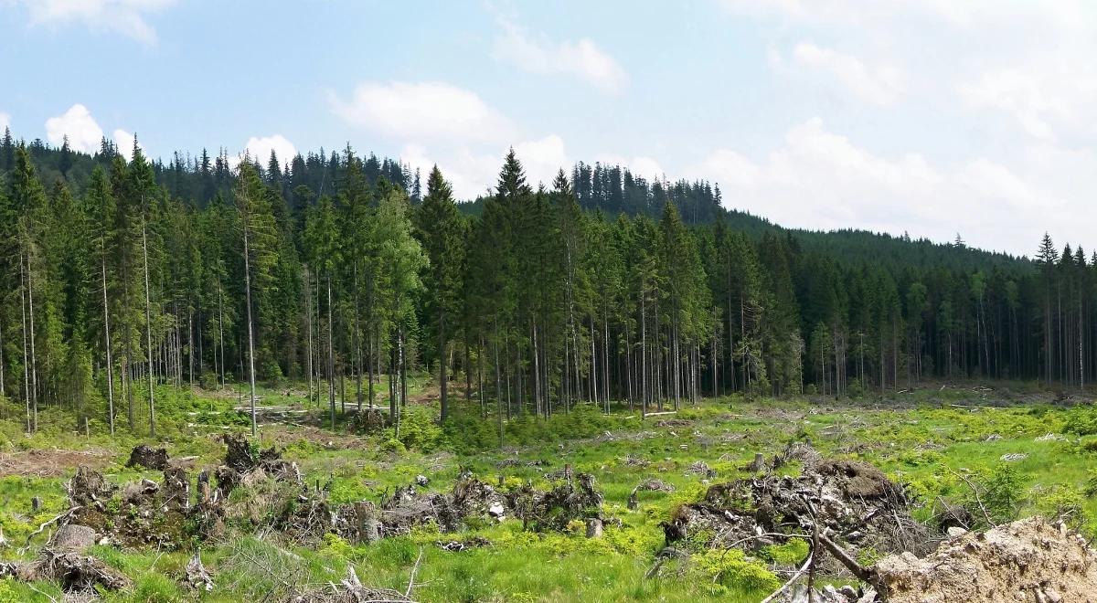 Koszt uprzątnięcia lasów po nawałnicach w ubiegłym roku to ok. 1 mld zł