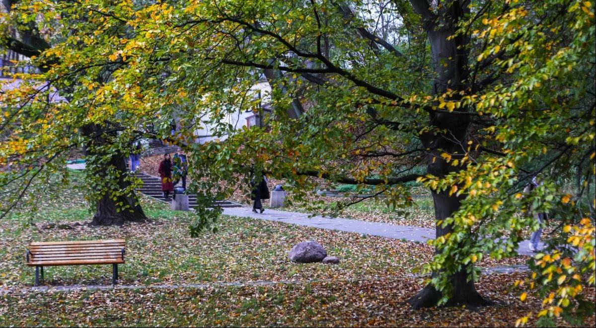 Komfort ciszy na co dzień. Sposoby na walkę z hałasem w mieszkaniu. Eksperci wskazują na drzewa