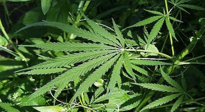 Policjanci zlikwidowali olbrzymią plantację