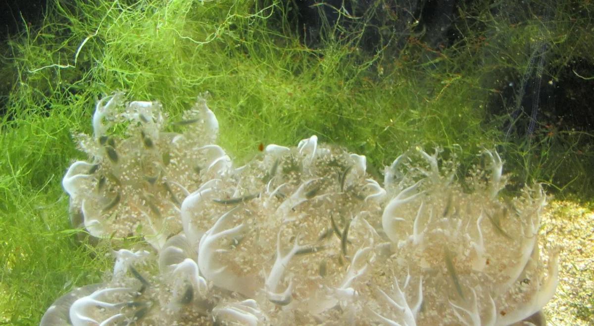PKN Orlen chce opracować technologię produkcji biopaliw z glonów