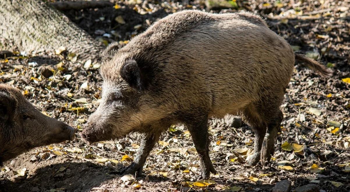 Rośnie liczba dzików z wirusem ASF. Mimo odstrzału