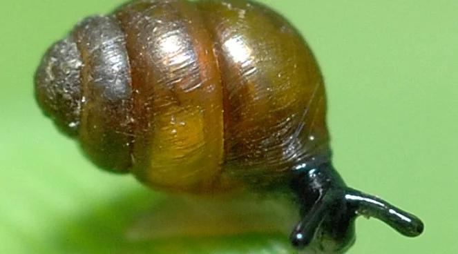 Poczwarówka Jajowata wstrzymała budowę obwodnicy