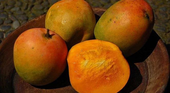 Indie: wielka degustacja owoców mango