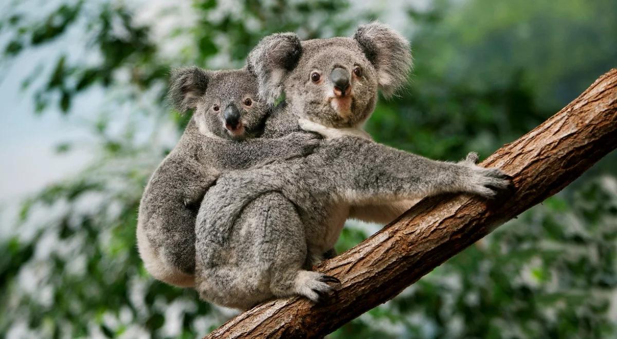 Coraz mniej koali w Australii. Kraj wyda znaczną kwotę na ochronę swojej ikony