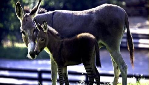 Matka zebra, ojciec osioł...Zobacz zebro-osiołka!