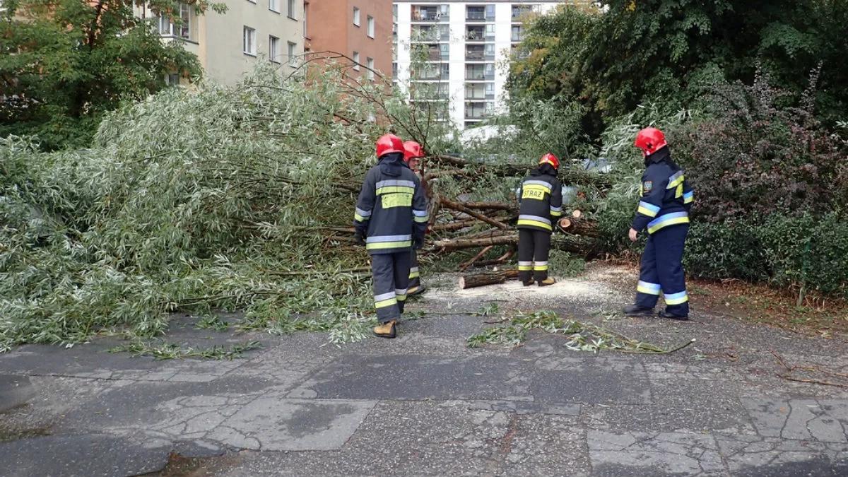 900 interwencji strażaków po wichurach. Połamane drzewa, zerwane linie 