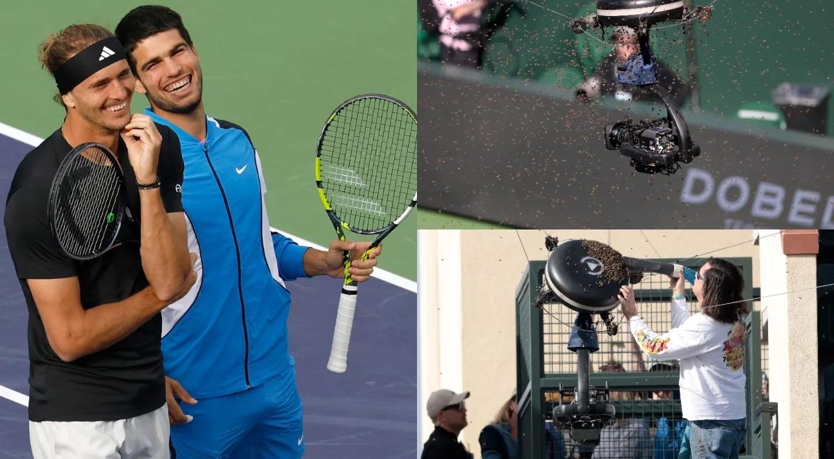 ATP Indian Wells. Alcaraz musiał uciekać, Świątek poczuła ulgę. Inwazja pszczół przerwała hit [WIDEO]