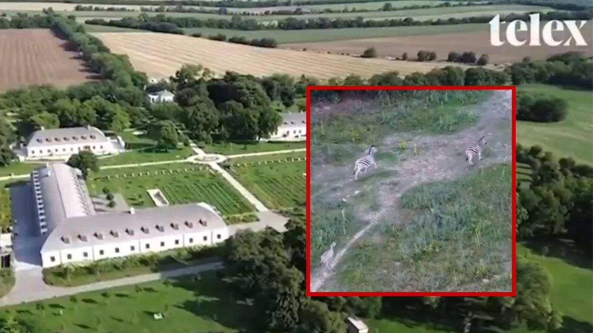 Rodzinny majątek Orbana nagrany dronem. Widać przepych i... pasące się zebry