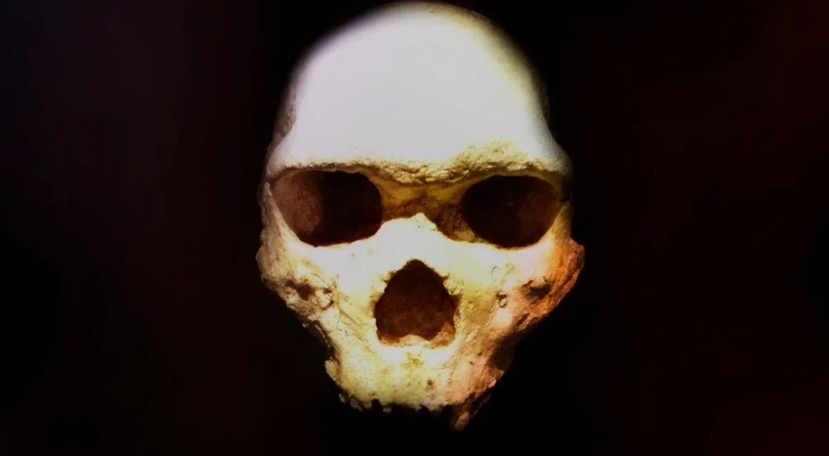Nie należała do człowieka ani neandertalczyka. Zagadkowa czaszka z greckiej jaskini ma 300 tysięcy lat