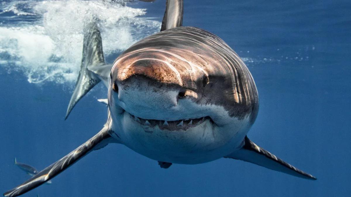 Ogromny żarłacz biały u wybrzeży USA. Ma ponad cztery metry, waży ponad 700 kg