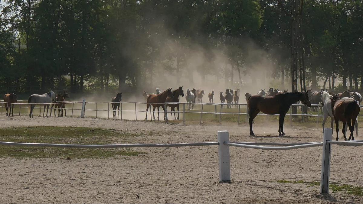 Hodowla koni w Polsce nieopłacalna. Branża potrzebuje planu naprawczego